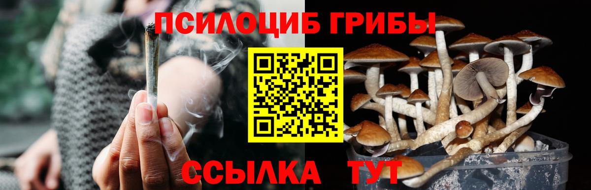 Галлюциногенные грибы Psilocybe Нарткала